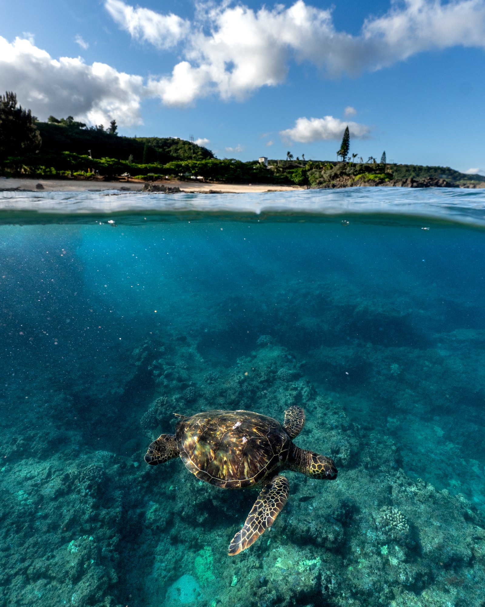 A sea turtle swimming beneath the surface beside a tropical coastline