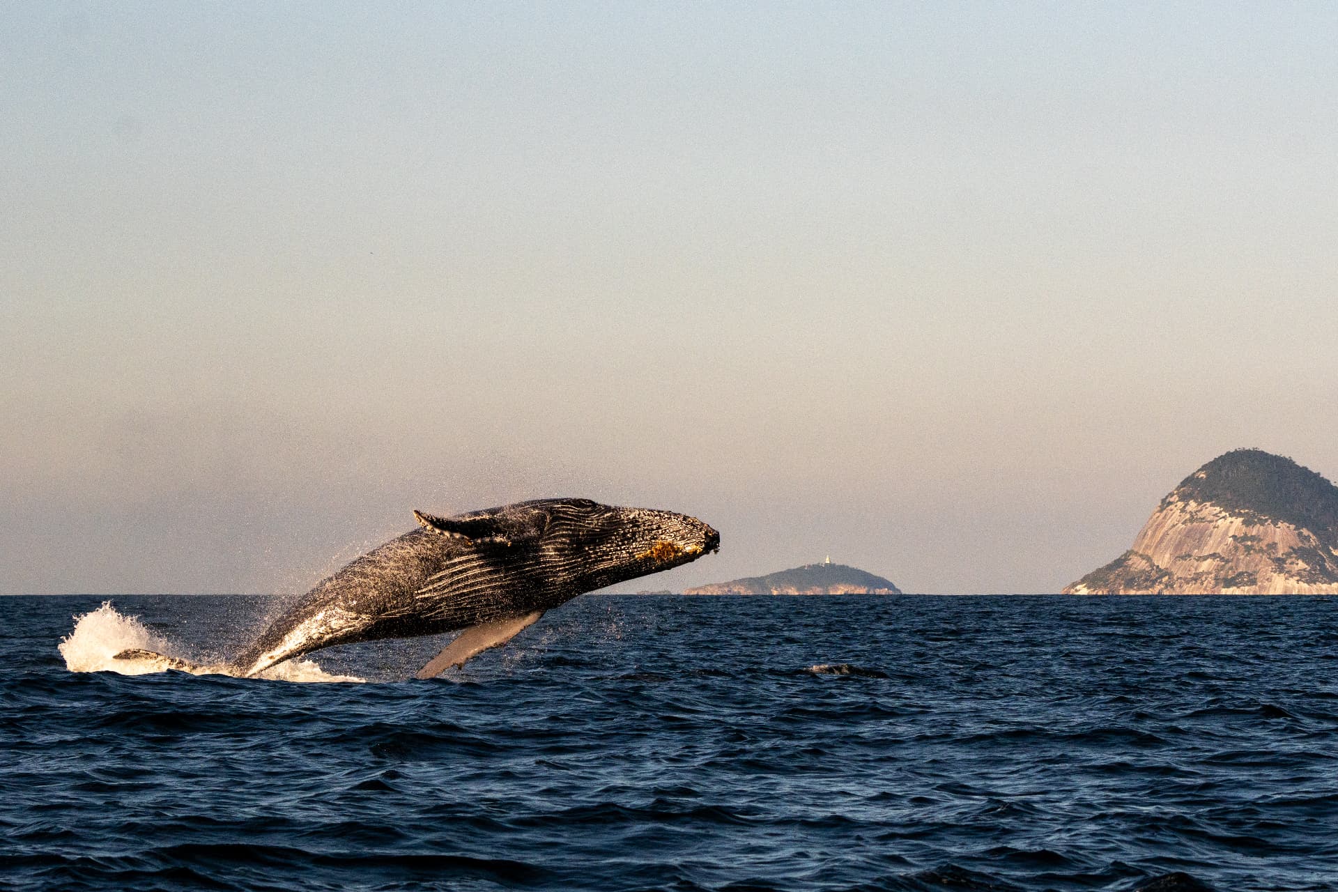 A humpback whale breaching off a mountainous coastline